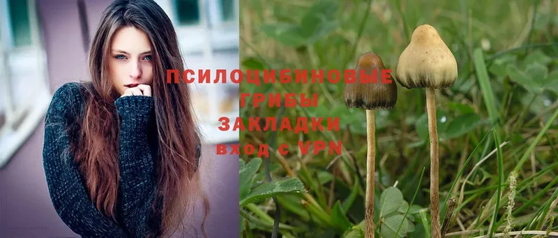 Псилоцибиновые грибы Psilocybe  Катайск 